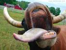 Avatar de LA VACA TULA
